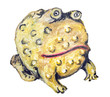 Toad-egg