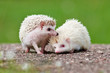 two african hedgehogs together