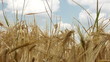 Broken wheat