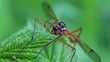 Holzschnake - Tanyptera atrata - Frontansicht