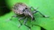Rüsselkäfer - Curculionidae