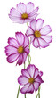 cosmos flower