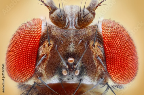 Photo: Fruit fly extreme sharp head closeup, microscope objective Fruit fly extreme sharp head closeup, microscope objective