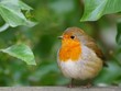 Robin bird photo taken in his natural environment