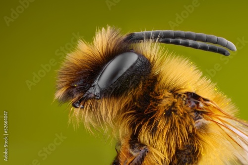 Photo: Extreme sharp and detailed study of Bee, microscope objective Extreme sharp and detailed study of Bee, microscope objective