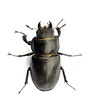 Lucane cerf volant "lucanus cervus"