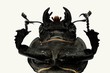 Female stag beetle macro - Lucanus cervus