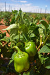 green capsicum