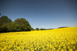 Raps in der Natur
