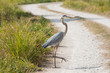 Why'd the Heron Cross the Road