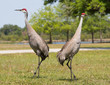 Sandhill Cranes in Pose