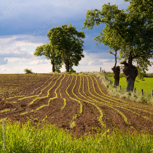 Photo: France > Maine et Loire > Champ France > Maine et Loire > Champ