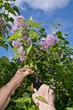 Woman hands cutting off lilac flowers