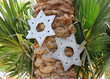 six-pointed stars on a palm tree
