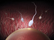 The moment of fertilization