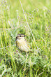 Whinchat in natural habitat (Saxicola rubetra)