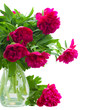 peony flowers