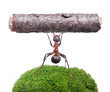 worker ant holding log, isolated on white