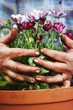 Foto: Senior hands holding flowers, gardening concept Senior hands holding flowers, gardening concept