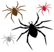 spiders