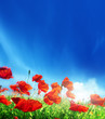 poppy flowers and sunny day