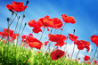 Poppy flowers on field and sunny day