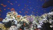 Coral and fish in the Red Sea, Egypt