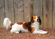 A Cute Dog Laying against Wooden Fence