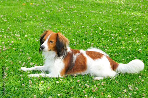 Photo: A Beautiful Young Dog Laying on a Lawn A Beautiful Young Dog Laying on a Lawn