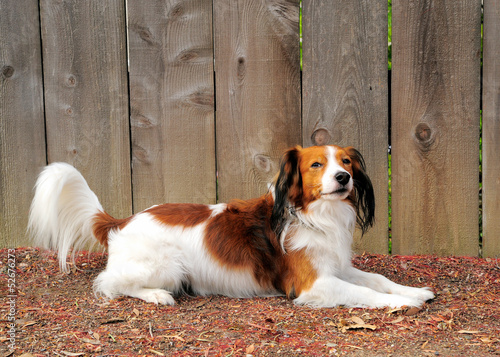 Photo: A Cute Dog Laying against Wooden Fence A Cute Dog Laying against Wooden Fence