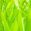 Photo: Fresh green leaves background Fresh green leaves background
