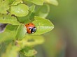 Siebenpunkt-Marienkäfer auf Schlehe