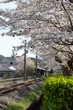 サクラと線路