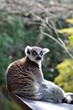 ワオキツネザル