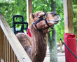 Camel Rides
