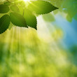 Beauty summer day in the forest, natural abstract backgrounds