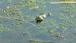 Frog sitting in the water and croaking