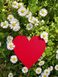 Herz mit Gänseblümchen