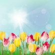 Tulips in garden on blue sky background. EPS 10