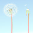 Blow Dandelion vector background