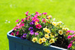 Foto: strahlende Bellis strahlende Bellis