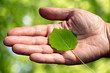 Human hands holding green young leaf