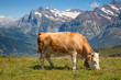 Swiss cow