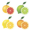 Set of citrus fruit – grapefruit, lime, lemon and orange