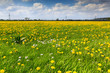 Dandelion flower  field in bloom