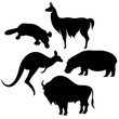 Animals