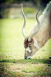 Addax antilope du désert