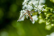 insecte volant