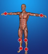 human body  inflammation