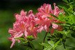 Pink Rhododendron